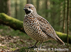 Bild vergr&ouml;&szlig;ern!