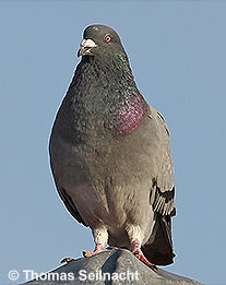 Ziegenmelker