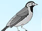 Gefieder
