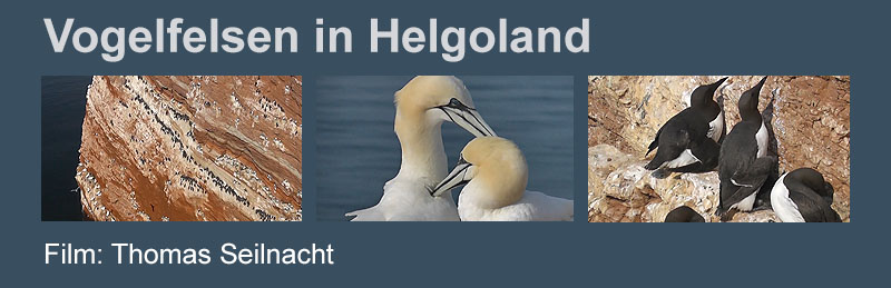 Film Vogelfelsen in Helgoland
