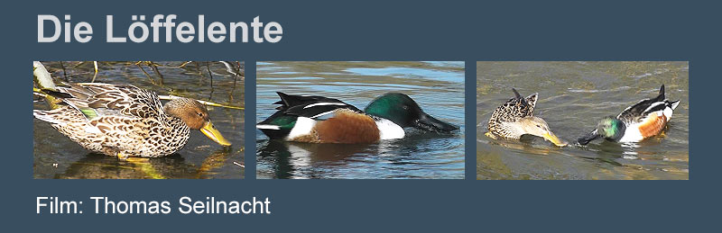 Film Teichhuhn