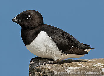 Bild vergr&ouml;&szlig;ern!