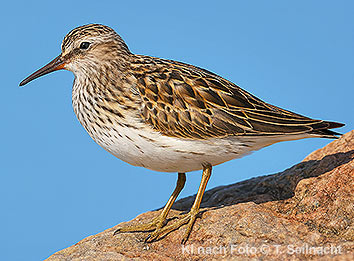 Bild vergr&ouml;&szlig;ern!