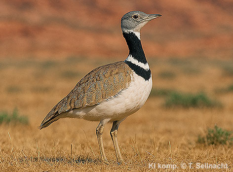 Bild vergr&ouml;&szlig;ern!