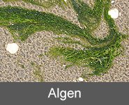 Algen