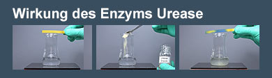 Film: Wirkung des Enzyms Urease
