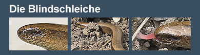 Film: Die Blindschleiche