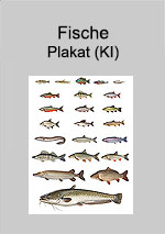 Plakat: Fische